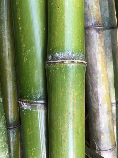 竹 種類